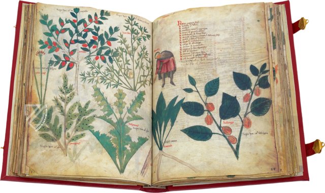 Lateinischer Dioskurides – Chig. F. VII. 158 – Biblioteca Apostolica Vaticana (Vaticanstadt, Vaticanstadt)