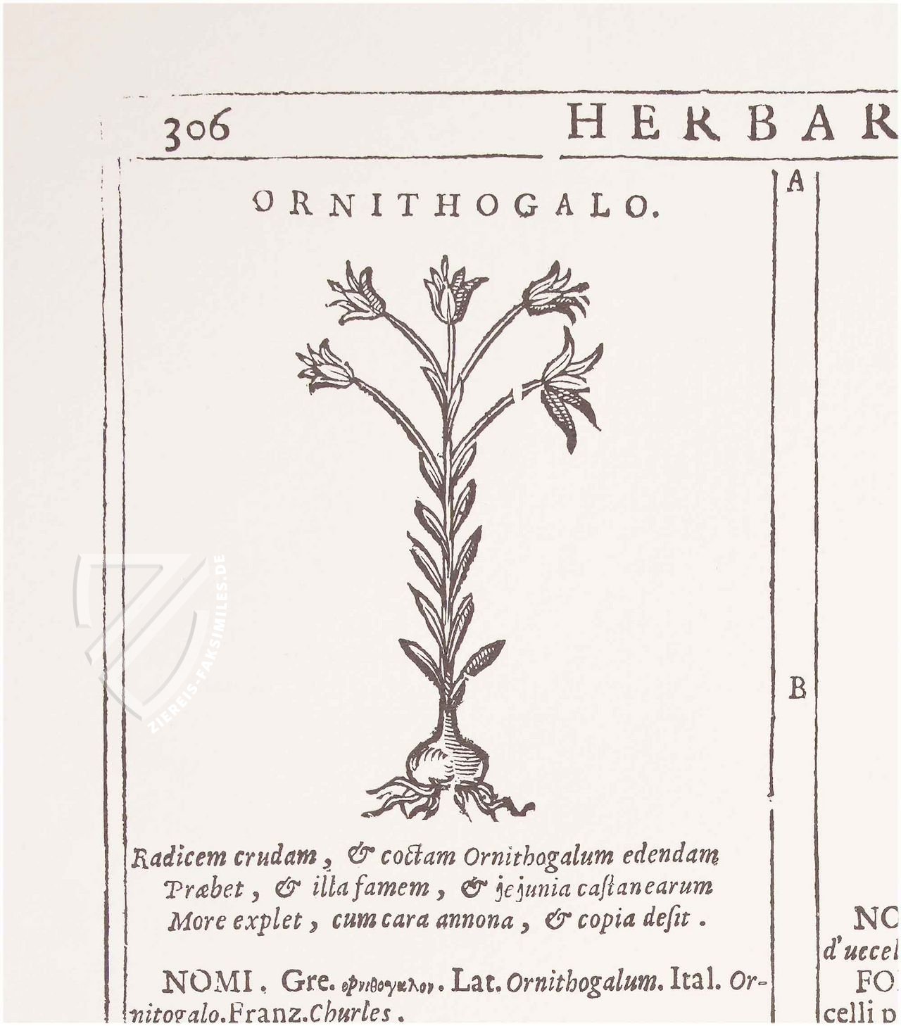 Neues Herbarium von Castore Durante – Priuli & Verlucca, editori – Biblioteca del Museo Regionale di Scienze Naturali di Torino (Turin, Italien)