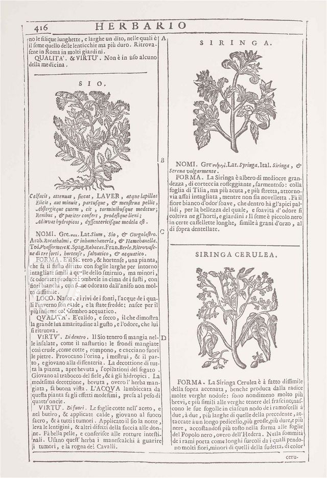 Neues Herbarium von Castore Durante – Priuli & Verlucca, editori – Biblioteca del Museo Regionale di Scienze Naturali di Torino (Turin, Italien)