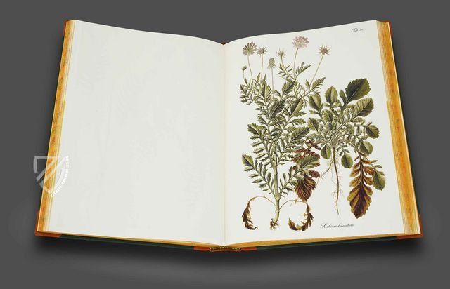 Paul Kitaibel: Descriptiones Et Icones Plantarum Rariorum Hungariae – Pytheas Books – 