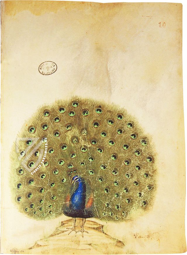 Musterbuch des Giovannino de Grassi