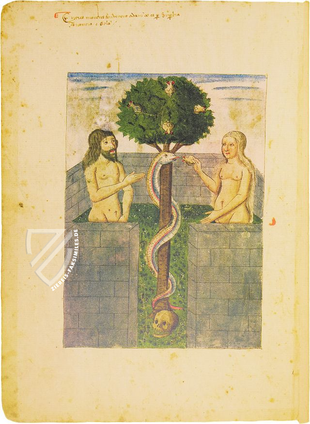 Speculum Animae