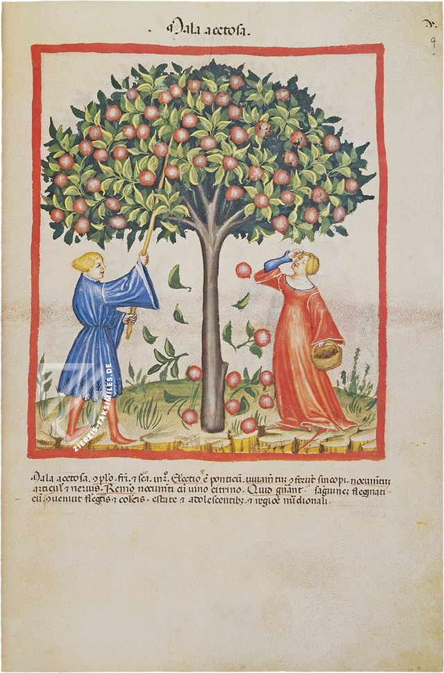 Tacuinum Sanitatis in Medicina â Akademische Druck- u. Verlagsanstalt (ADEVA) â Cod. Vindob. ser. nov. 2644 â Ăsterreichische Nationalbibliothek (Wien, Ăsterreich) Tacuinum Sanitatis in Medicina â Akademische Druck- u. Verlagsanstalt (ADEVA) â Cod. Vindob. ser. nov. 2644 â Ăsterreichische Nationalbibliothek (Wien, Ăsterreich)