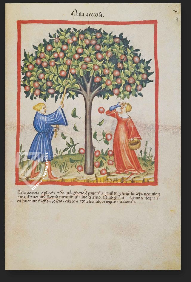 Tacuinum Sanitatis in Medicina