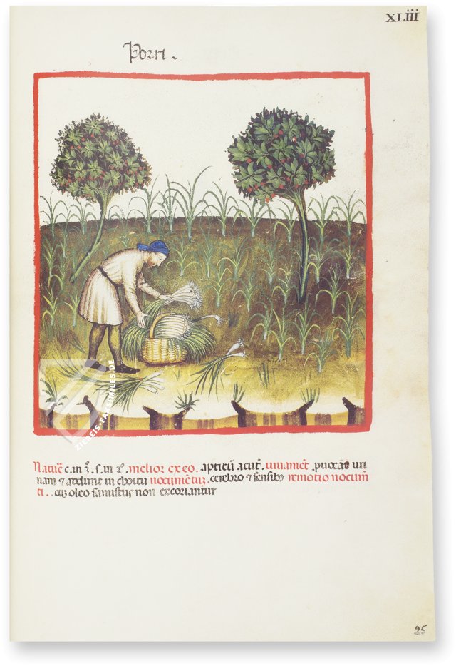 Theatrum Sanitatis – Ms. 4182 – Biblioteca Casanatense (Rom, Italien)
