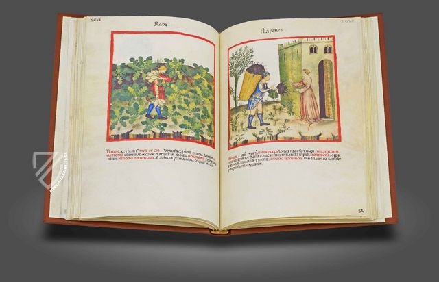 Theatrum Sanitatis – M. Moleiro Editor – Ms. 4182 – Biblioteca Casanatense (Rom, Italien)