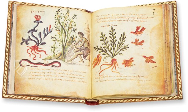 Theriaka und Alexipharmaka von Karl August Nicander – Supplément grec 247 – Bibliothèque nationale de France (Paris, Frankreich)