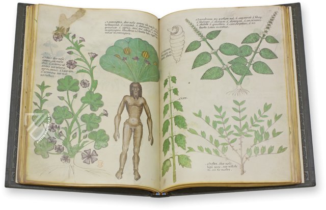 Abhandlung über Heilpflanzen - Sloane 4016 – Sloane Ms. 4016 – British Library (London, Großbritannien)