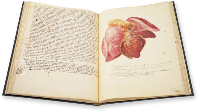 Anatomia depicta – Biblioteca Nazionale Centrale di Firenze (Florenz, Italien)