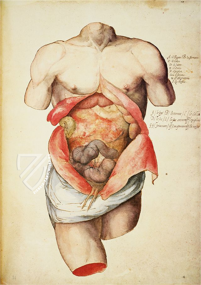 Anatomia depicta