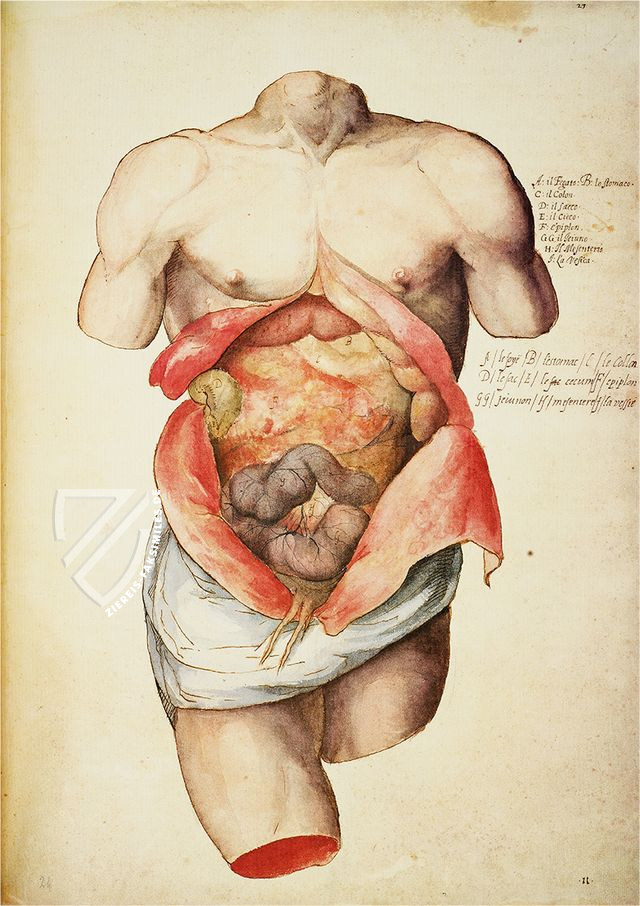 Anatomia depicta – Istituto dell'Enciclopedia Italiana - Treccani – Nuove Accessioni 329 (Grandi Formati 64) – Biblioteca Nazionale Centrale di Firenze (Florenz, Italien)