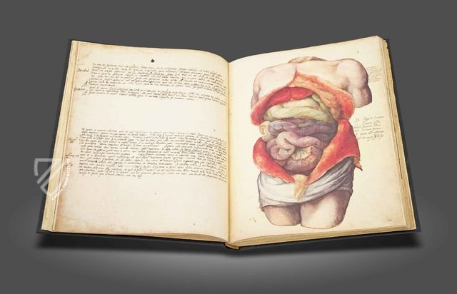 Anatomia depicta – Istituto dell'Enciclopedia Italiana - Treccani – Nuove Accessioni 329 (Grandi Formati 64) – Biblioteca Nazionale Centrale di Firenze (Florenz, Italien)