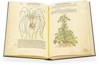 Discorsi di P. A. Mattioli illustiert von Gherardo Cibo – Aboca Museum – Rari 278 – Biblioteca Alessandrina (Rom, Italien)