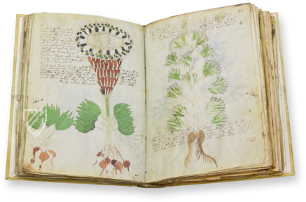 Voynich-Manuskript Faksimile