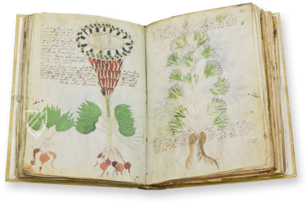 Voynich-Manuskript – Siloé, arte y bibliofilia – MS 408 – Beinecke Rare Book and Manuscript Library (New Haven, USA)