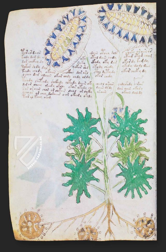 Voynich-Manuskript