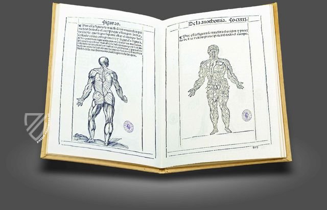 Buch der Anatomie des Menschen – Vicent Garcia Editores – R/2461 – Biblioteca Nacional de España (Madrid, Spanien)