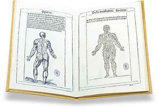 Buch der Anatomie des Menschen – Vicent Garcia Editores – R/2461 – Biblioteca Nacional de España (Madrid, Spanien)