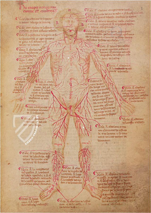 Bartolomeo Squarcialupi - Buch der Kauter – Nova Charta – ms. Fanzago 2, I, 5, 28 – Biblioteca Medica Vincenzo Pinali (Padua, Itaien)