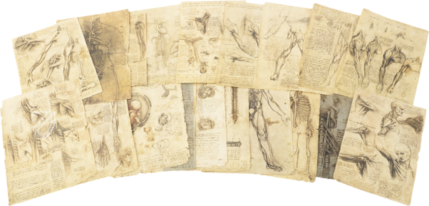 Korpus der anatomischen Studien – Collezione Apocrifa Da Vinci – Royal Library at Windsor Castle (Windsor, Vereinigtes Königreich)