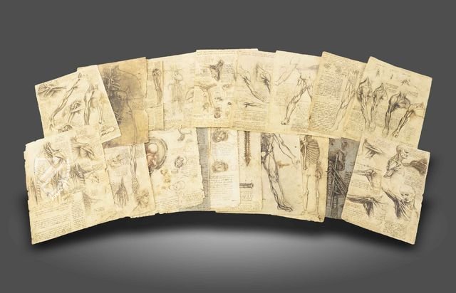 Korpus der anatomischen Studien – Collezione Apocrifa Da Vinci – Royal Library at Windsor Castle (Windsor, Vereinigtes Königreich)