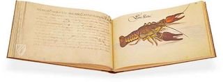 Leonhard Baldner: Buch der Fische, Vögel und Säugetiere – Müller & Schindler – 2° Ms. phys. et hist. nat. – Universitätsbibliothek (Kassel, Deutschland)