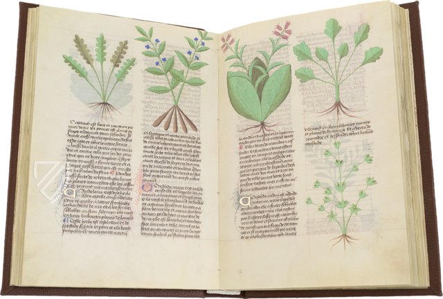 Faszination Heilpflanzen – Est. 28 = alfa M. 5. 9 – Biblioteca Estense Universitaria (Modena, Italien)