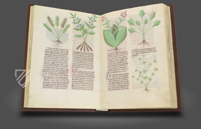 Faszination Heilpflanzen – Imago – Est. 28 = alfa M. 5. 9 – Biblioteca Estense Universitaria (Modena, Italien)