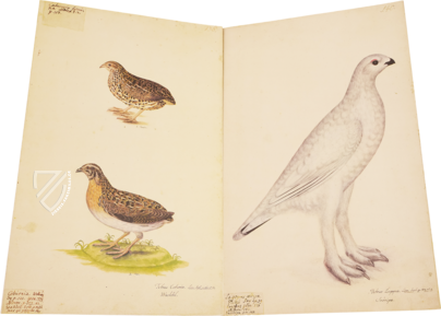 Das grosse Vogelbuch des Olof Rudbeck d. J. – Belser Verlag – Universitetsbibliotek Uppsala (Uppsala, Schweden)