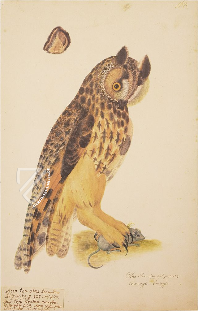 Das grosse Vogelbuch des Olof Rudbeck d. J.