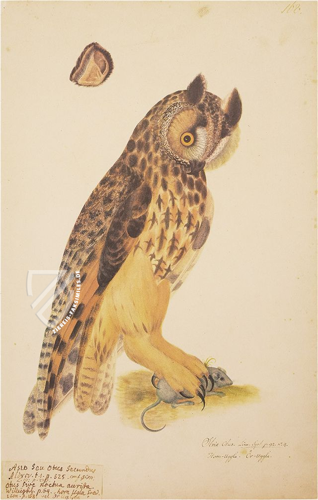 Das grosse Vogelbuch des Olof Rudbeck d. J. – Belser Verlag – Universitetsbibliotek Uppsala (Uppsala, Schweden)