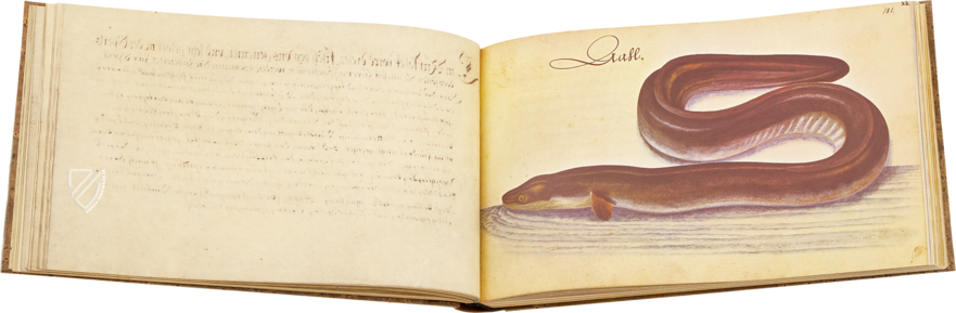 Vogel-, Fisch- und Thierbuch 1666 – Müller & Schindler – 2° Ms. phys. et hist. nat. 3  – Universitätsbibliothek Kassel (Kassel, Deutschland)