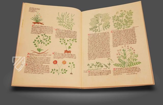 Das Elsässer circa instans - De simplici medicina – Sandoz – Ms. K. II. 11 – Universitätsbibliothek Basel (Basel, Schweiz) Das Elsässer circa instans - De simplici medicina – Sandoz – Ms. K. II. 11 – Universitätsbibliothek Basel (Basel, Schweiz)