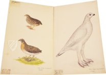 Das grosse Vogelbuch des Olof Rudbeck d. J. – Belser Verlag – Universitetsbibliotek Uppsala (Uppsala, Schweden)