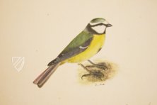 Das grosse Vogelbuch des Olof Rudbeck d. J. – Belser Verlag – Universitetsbibliotek Uppsala (Uppsala, Schweden)