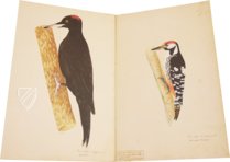 Das grosse Vogelbuch des Olof Rudbeck d. J. – Belser Verlag – Universitetsbibliotek Uppsala (Uppsala, Schweden)