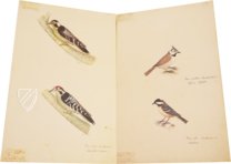 Das grosse Vogelbuch des Olof Rudbeck d. J. – Belser Verlag – Universitetsbibliotek Uppsala (Uppsala, Schweden)