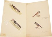 Das grosse Vogelbuch des Olof Rudbeck d. J. – Belser Verlag – Universitetsbibliotek Uppsala (Uppsala, Schweden)