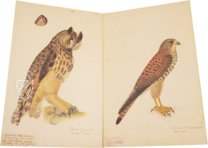 Das grosse Vogelbuch des Olof Rudbeck d. J. – Belser Verlag – Universitetsbibliotek Uppsala (Uppsala, Schweden)