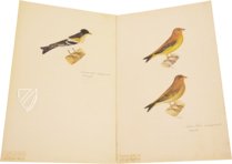 Das grosse Vogelbuch des Olof Rudbeck d. J. – Belser Verlag – Universitetsbibliotek Uppsala (Uppsala, Schweden)