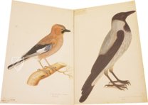 Das grosse Vogelbuch des Olof Rudbeck d. J. – Belser Verlag – Universitetsbibliotek Uppsala (Uppsala, Schweden)