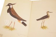 Das grosse Vogelbuch des Olof Rudbeck d. J. – Belser Verlag – Universitetsbibliotek Uppsala (Uppsala, Schweden)