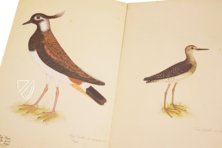 Das grosse Vogelbuch des Olof Rudbeck d. J. – Belser Verlag – Universitetsbibliotek Uppsala (Uppsala, Schweden)