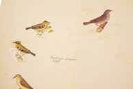 Das grosse Vogelbuch des Olof Rudbeck d. J. – Belser Verlag – Universitetsbibliotek Uppsala (Uppsala, Schweden)