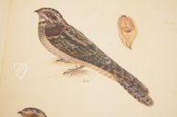 Das grosse Vogelbuch des Olof Rudbeck d. J. – Belser Verlag – Universitetsbibliotek Uppsala (Uppsala, Schweden)
