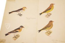 Das grosse Vogelbuch des Olof Rudbeck d. J. – Belser Verlag – Universitetsbibliotek Uppsala (Uppsala, Schweden)