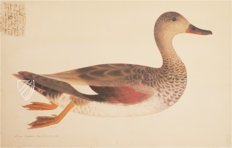 Das grosse Vogelbuch des Olof Rudbeck d. J. – Belser Verlag – Universitetsbibliotek Uppsala (Uppsala, Schweden)