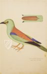 Das grosse Vogelbuch des Olof Rudbeck d. J. – Belser Verlag – Universitetsbibliotek Uppsala (Uppsala, Schweden)