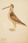 Das grosse Vogelbuch des Olof Rudbeck d. J. – Belser Verlag – Universitetsbibliotek Uppsala (Uppsala, Schweden)