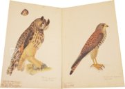 Das grosse Vogelbuch des Olof Rudbeck d. J. Faksimile